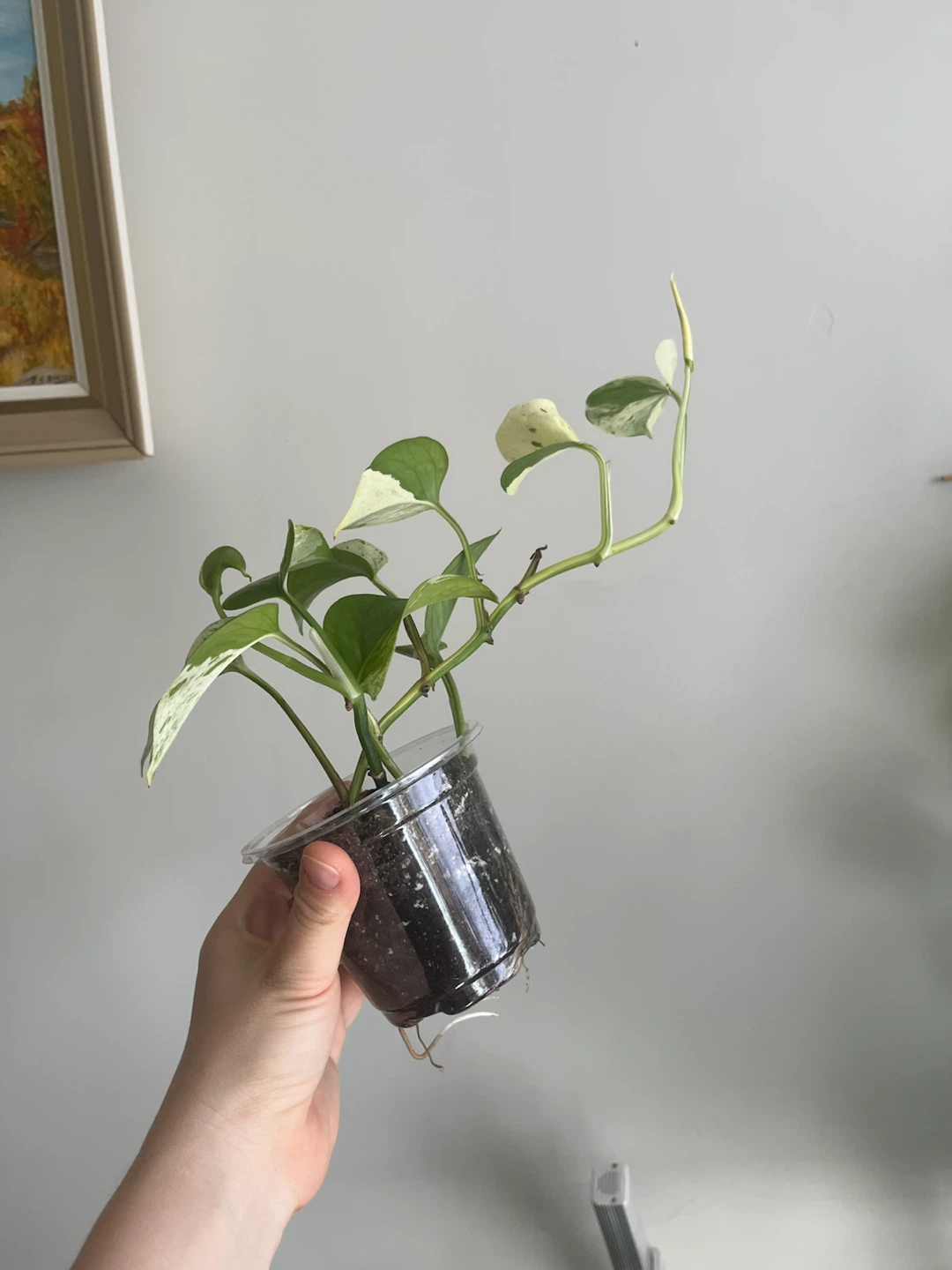 Marble Pothos Plant Cutting - photo 2