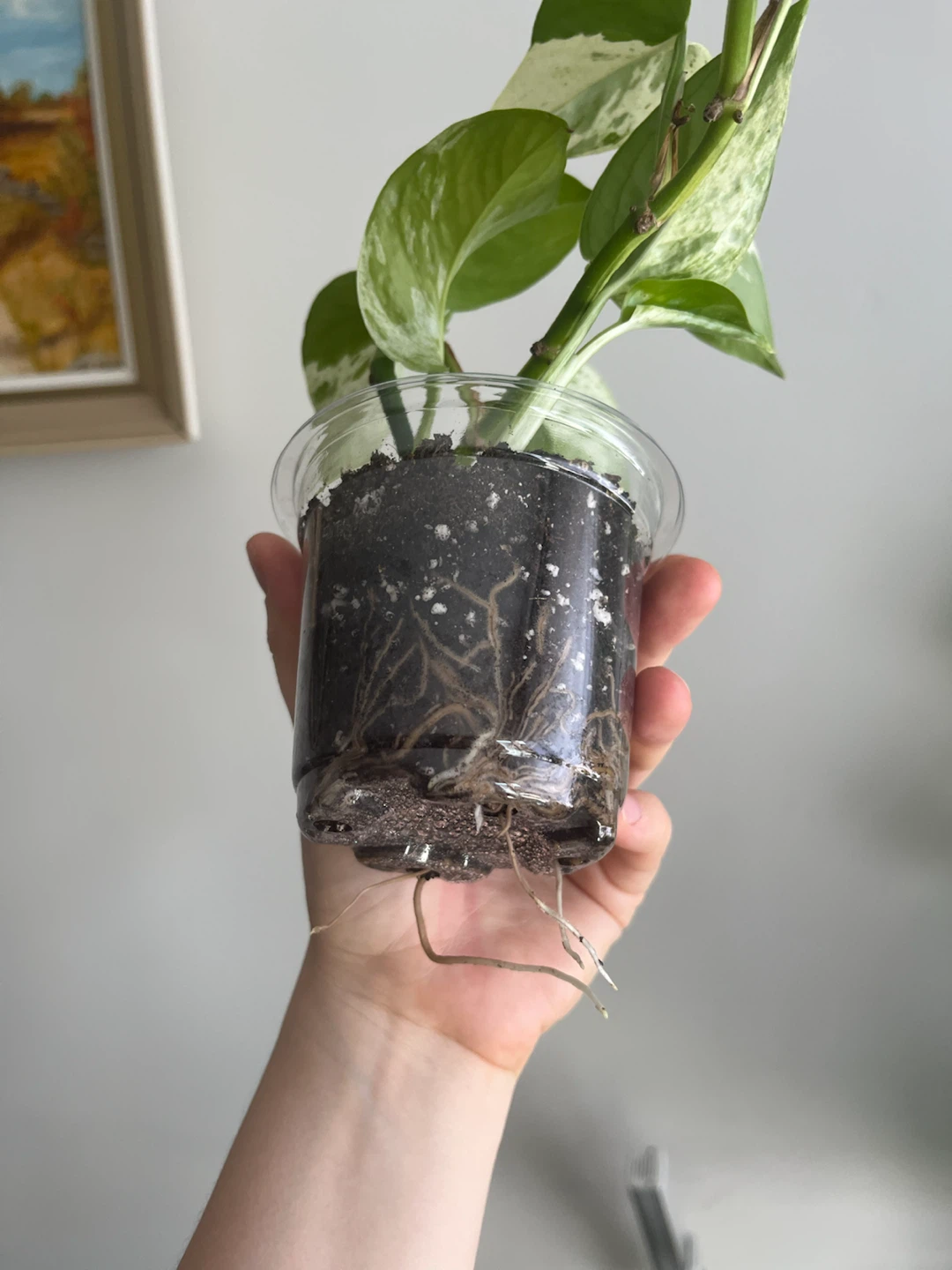 Marble Pothos Plant Cutting - photo 3