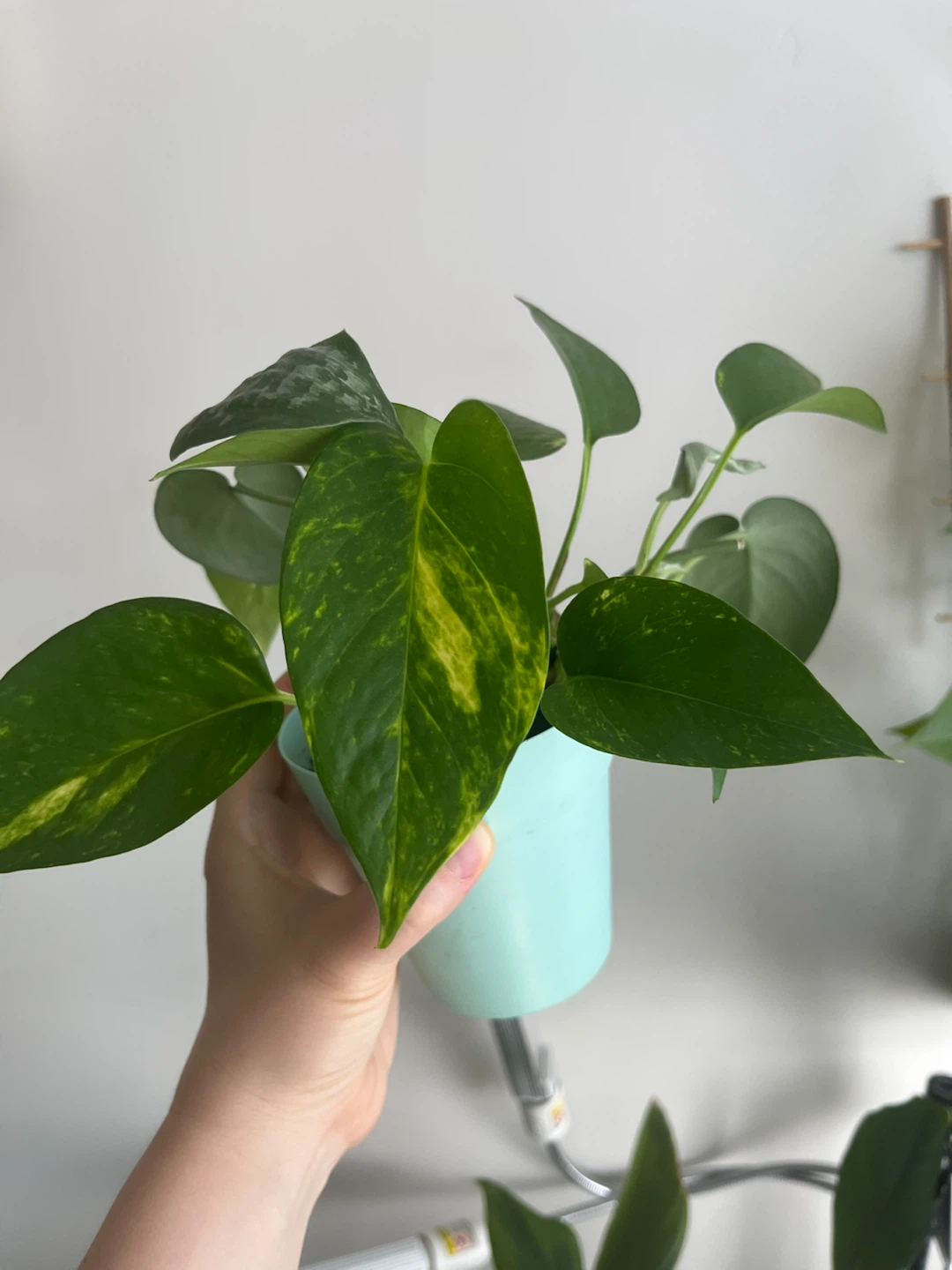 Pothos Plant in Light Blue Pot