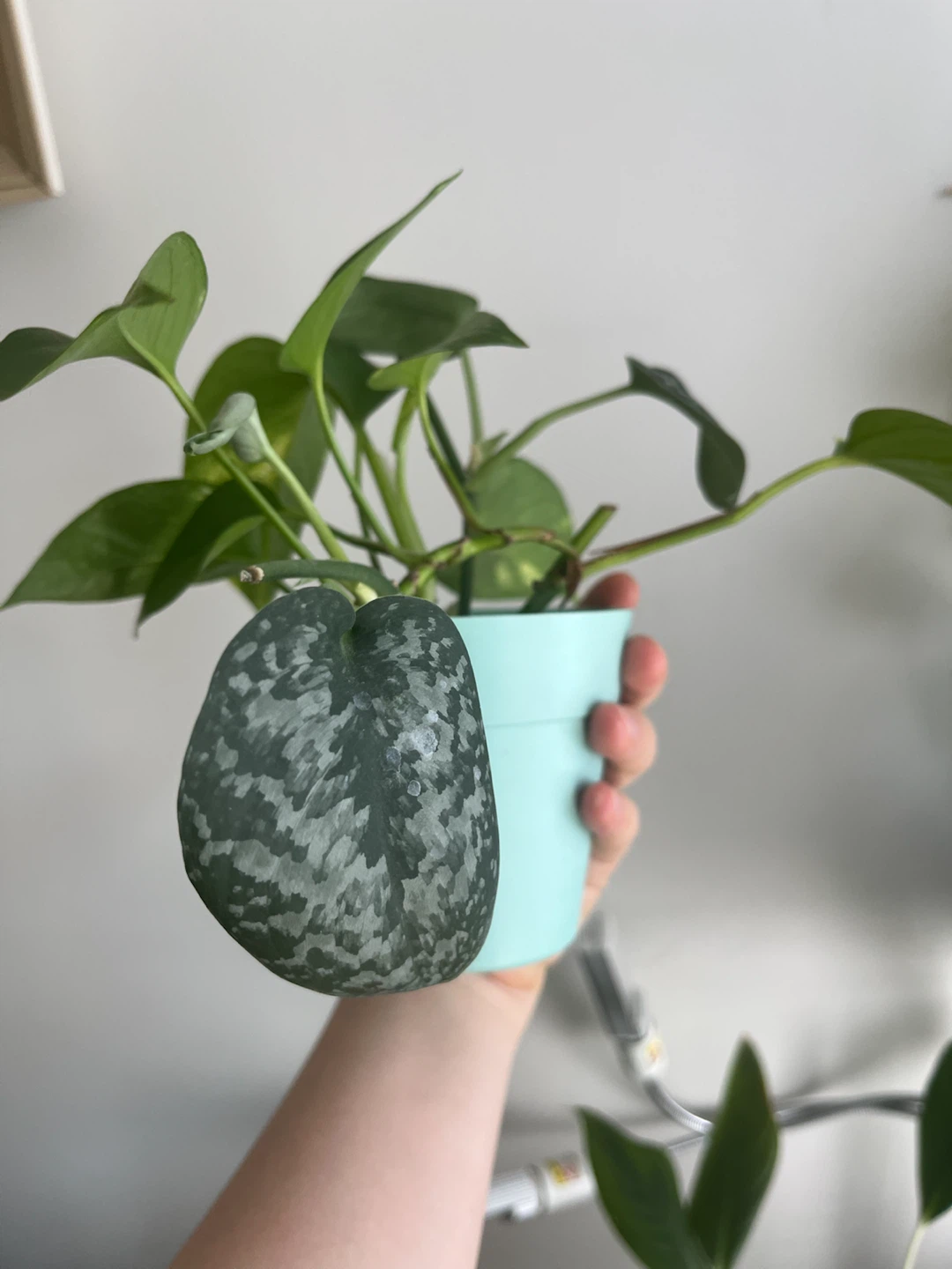Pothos Plant in Light Blue Pot - photo 2