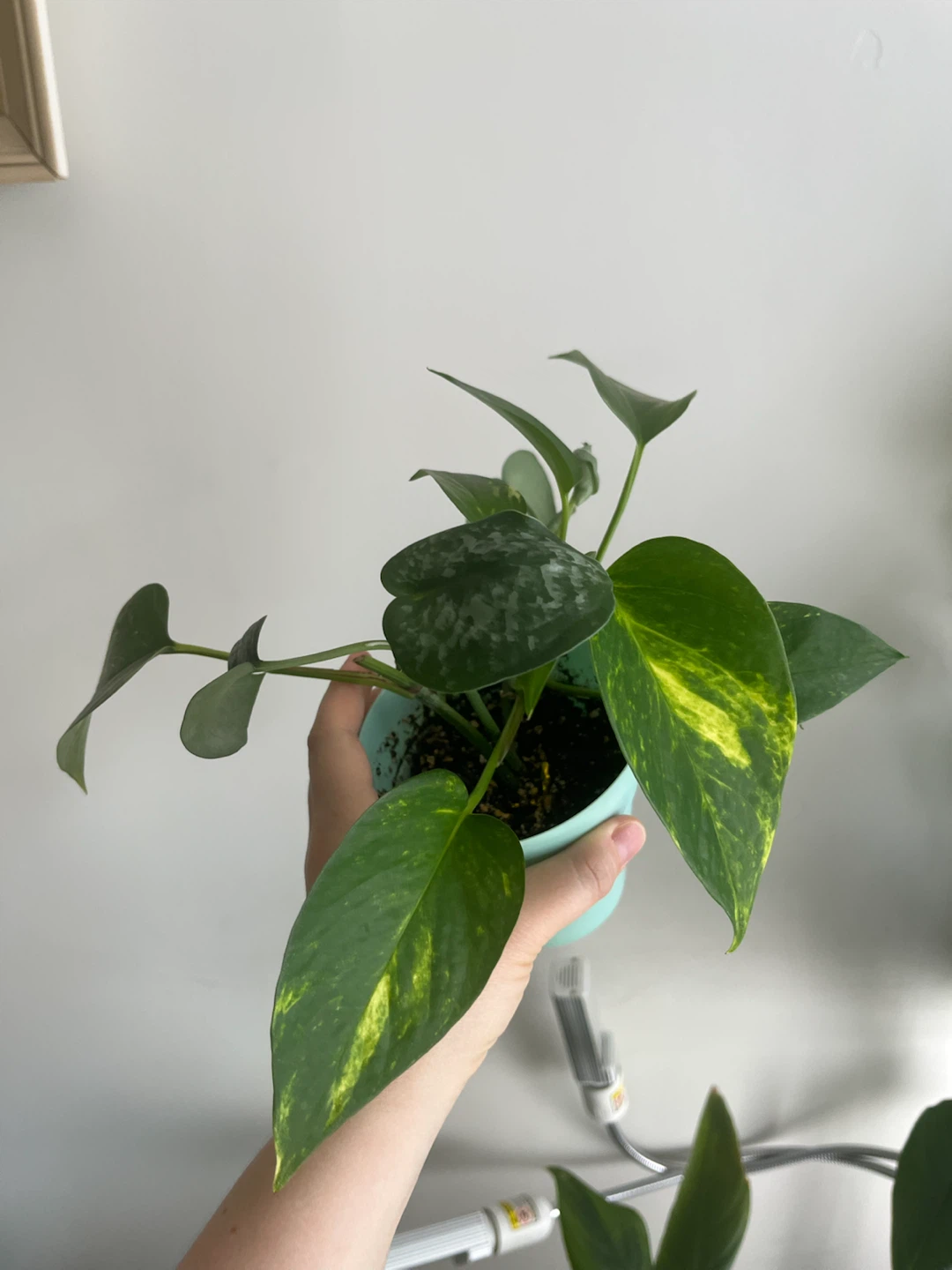 Pothos Plant in Light Blue Pot - photo 3