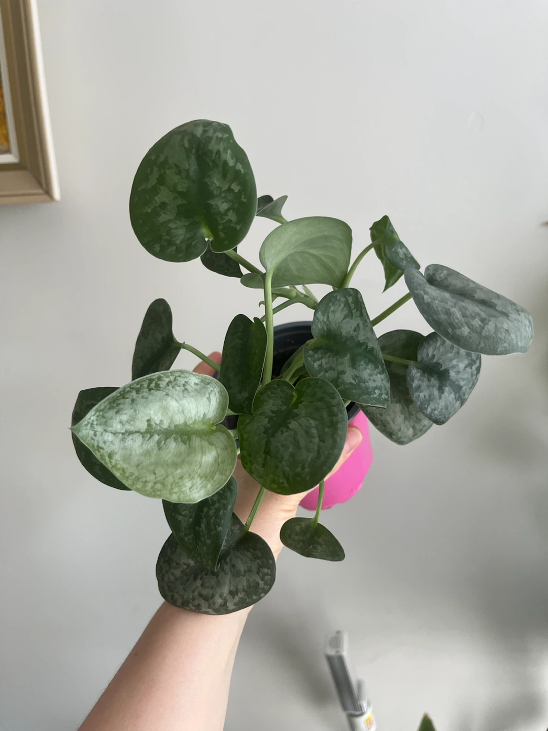 Pothos 'Silver Satin' Plant