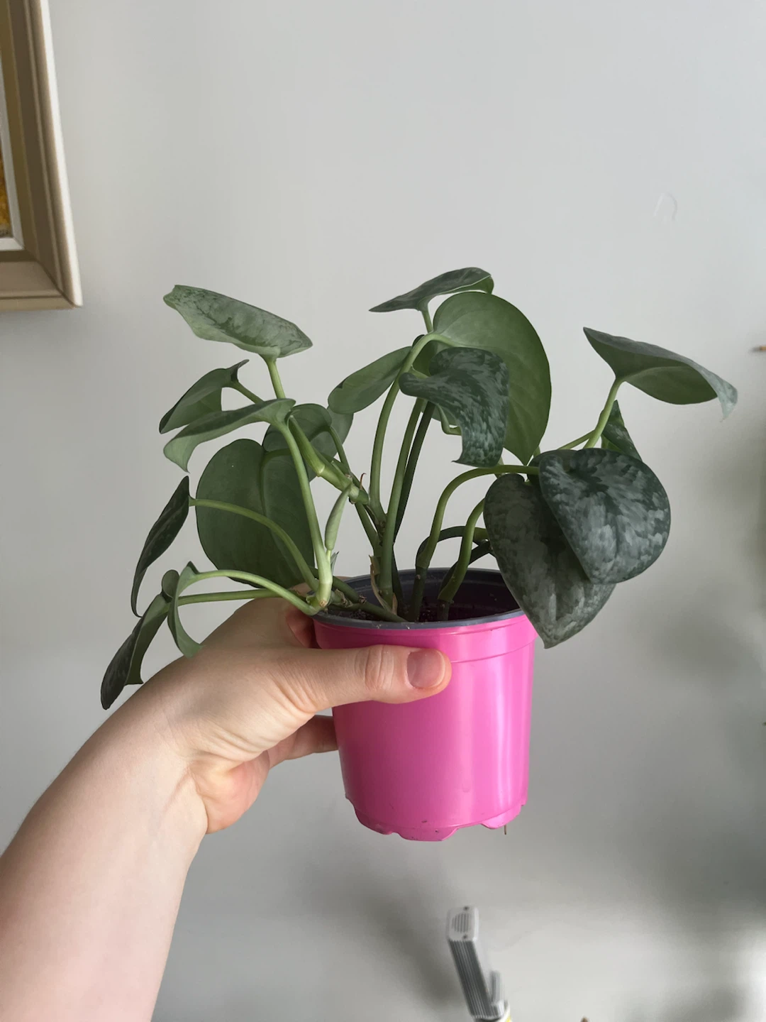 Pothos 'Silver Satin' Plant - photo 2