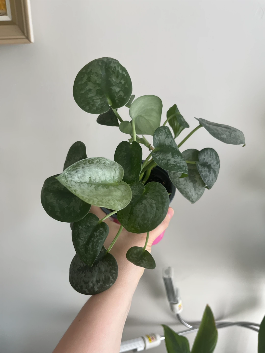 Pothos 'Silver Satin' Plant - photo 4