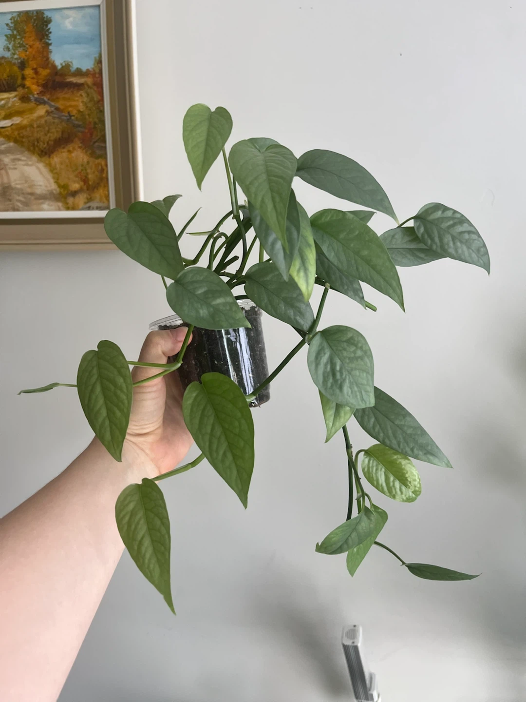 Pothos Plant Cutting