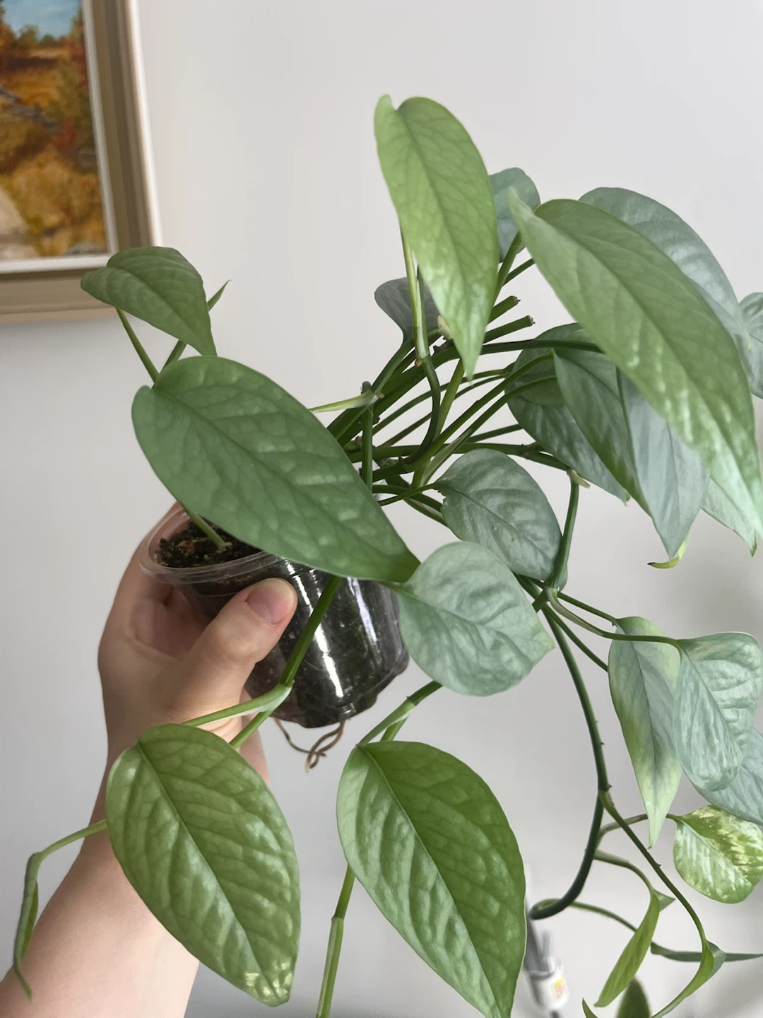Pothos Plant Cutting - photo 2