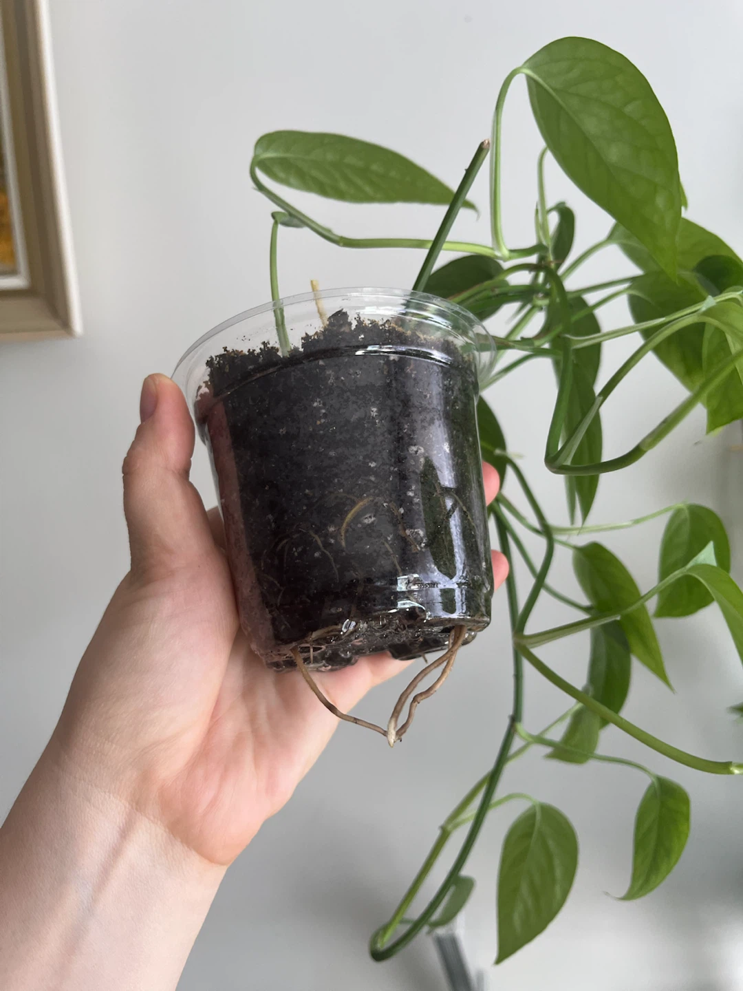 Pothos Plant Cutting - photo 3