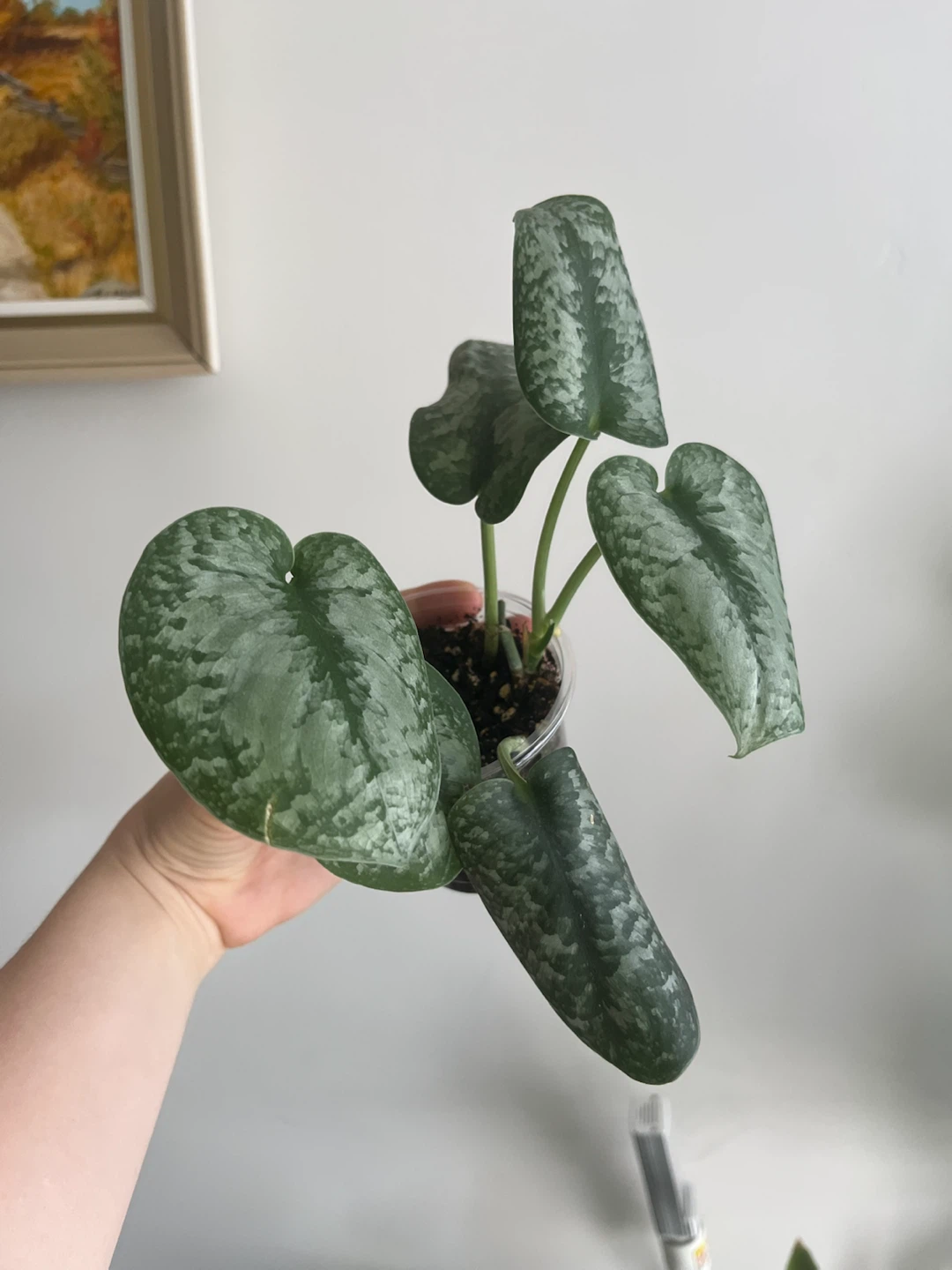 Scindapsus Pictus Argyraeus Plant