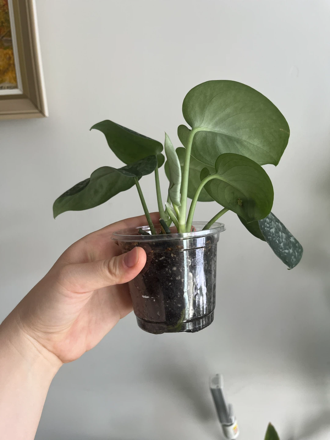 Scindapsus Pictus Argyraeus Plant - photo 2