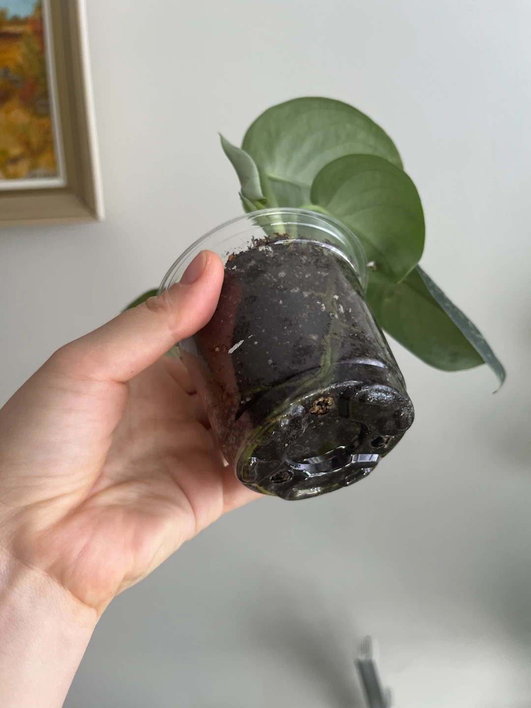 Scindapsus Pictus Argyraeus Plant - photo 3