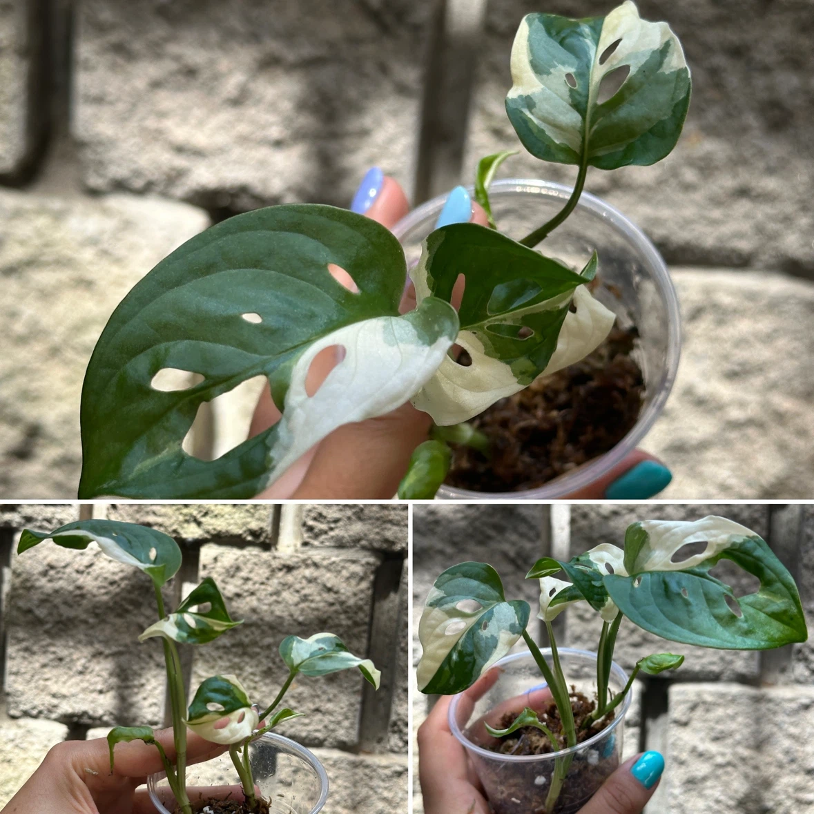 Monstera Adansonii Albo / Japanese Tricolor Plant