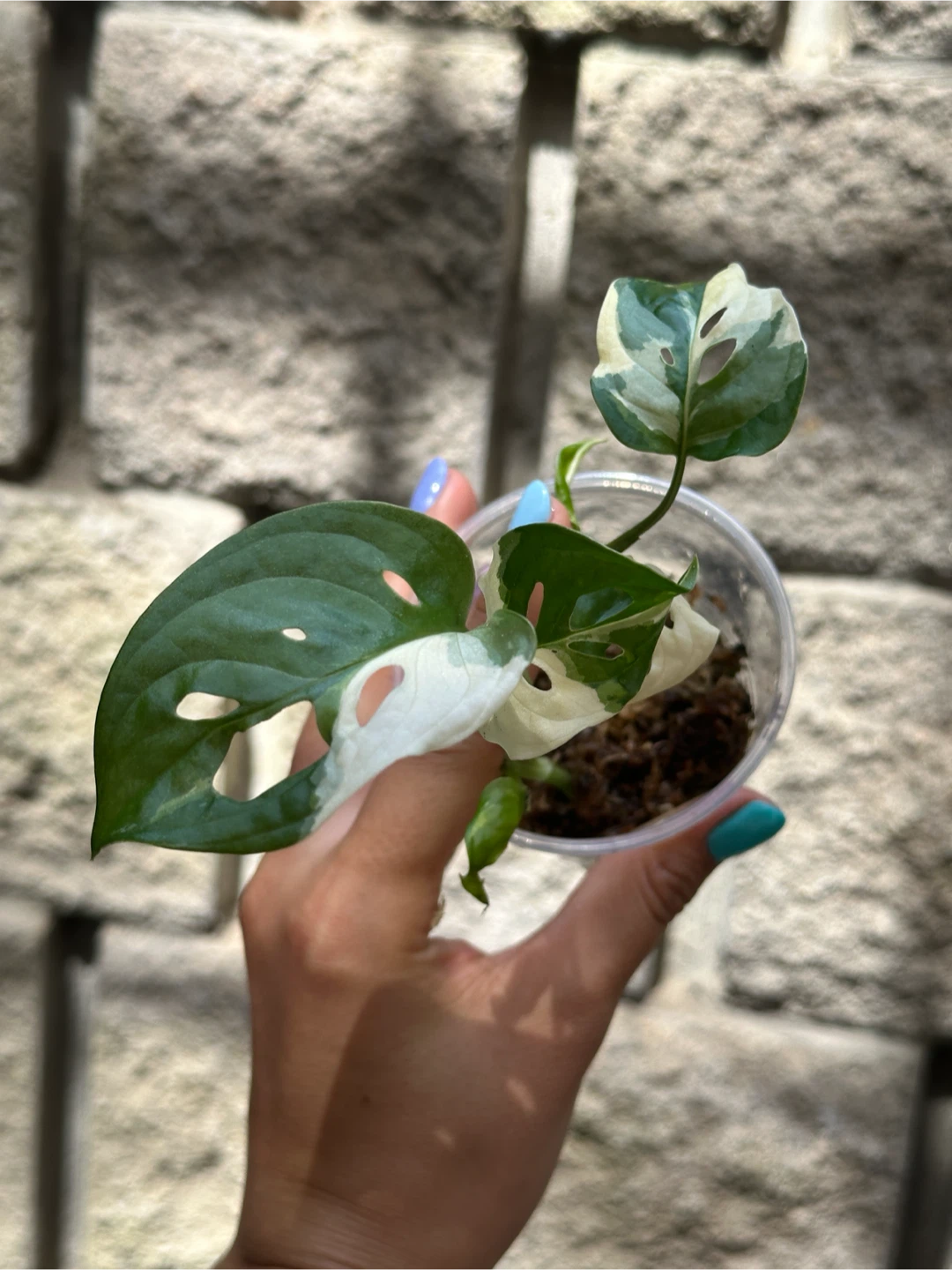 Monstera Adansonii Albo / Japanese Tricolor Plant - photo 2