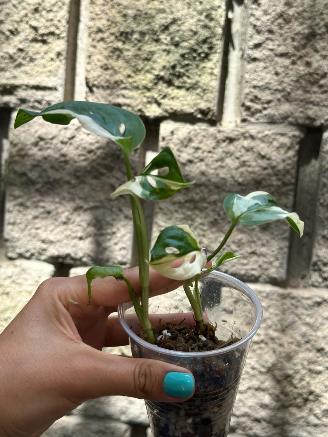 Monstera Adansonii Albo / Japanese Tricolor Plant - photo 3