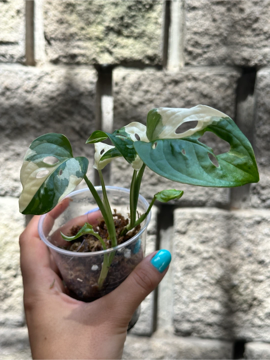 Monstera Adansonii Albo / Japanese Tricolor Plant - photo 4