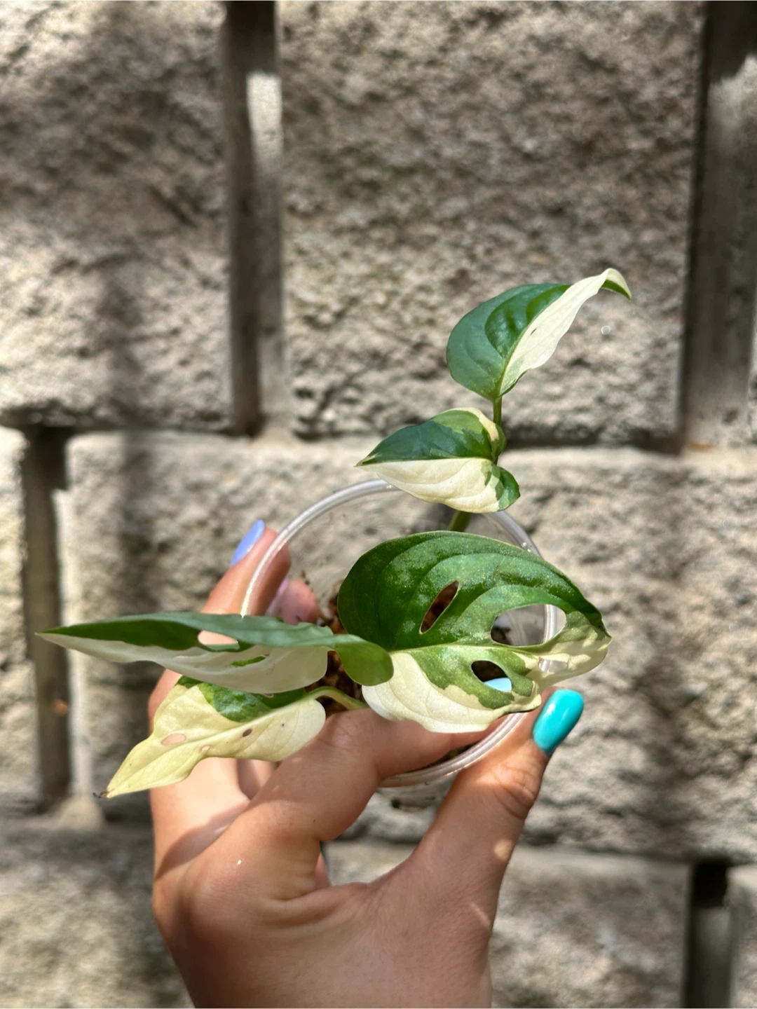 Monstera Adansonii Albo / Japanese Tricolor Plant - photo 2