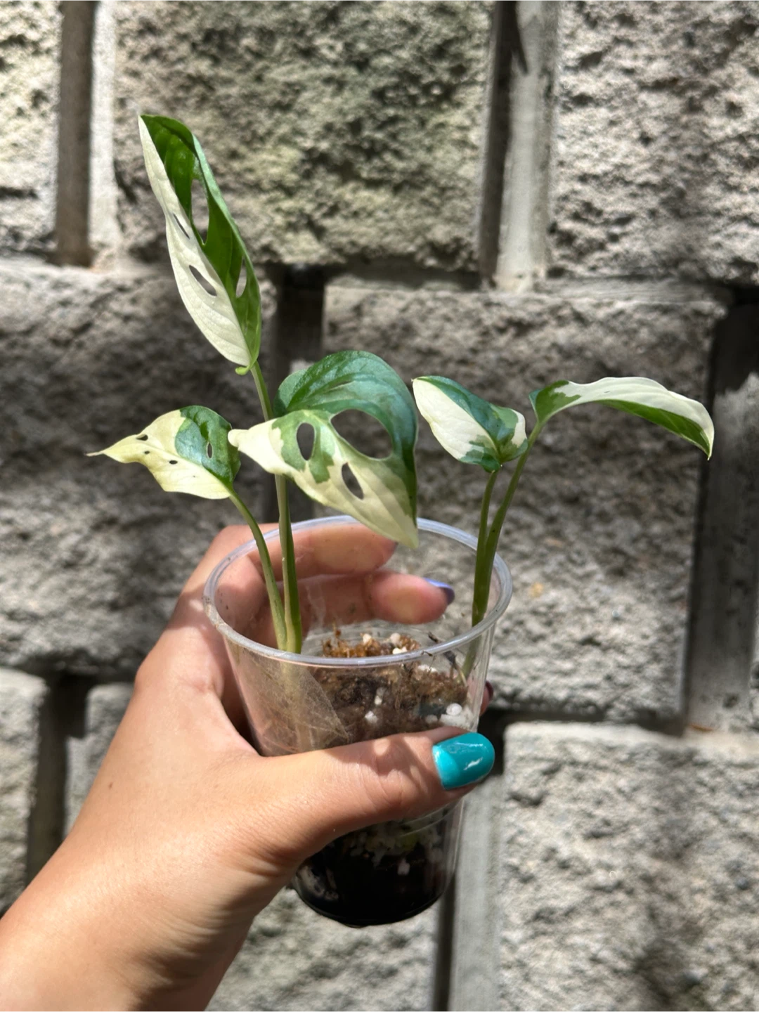 Monstera Adansonii Albo / Japanese Tricolor Plant - photo 3