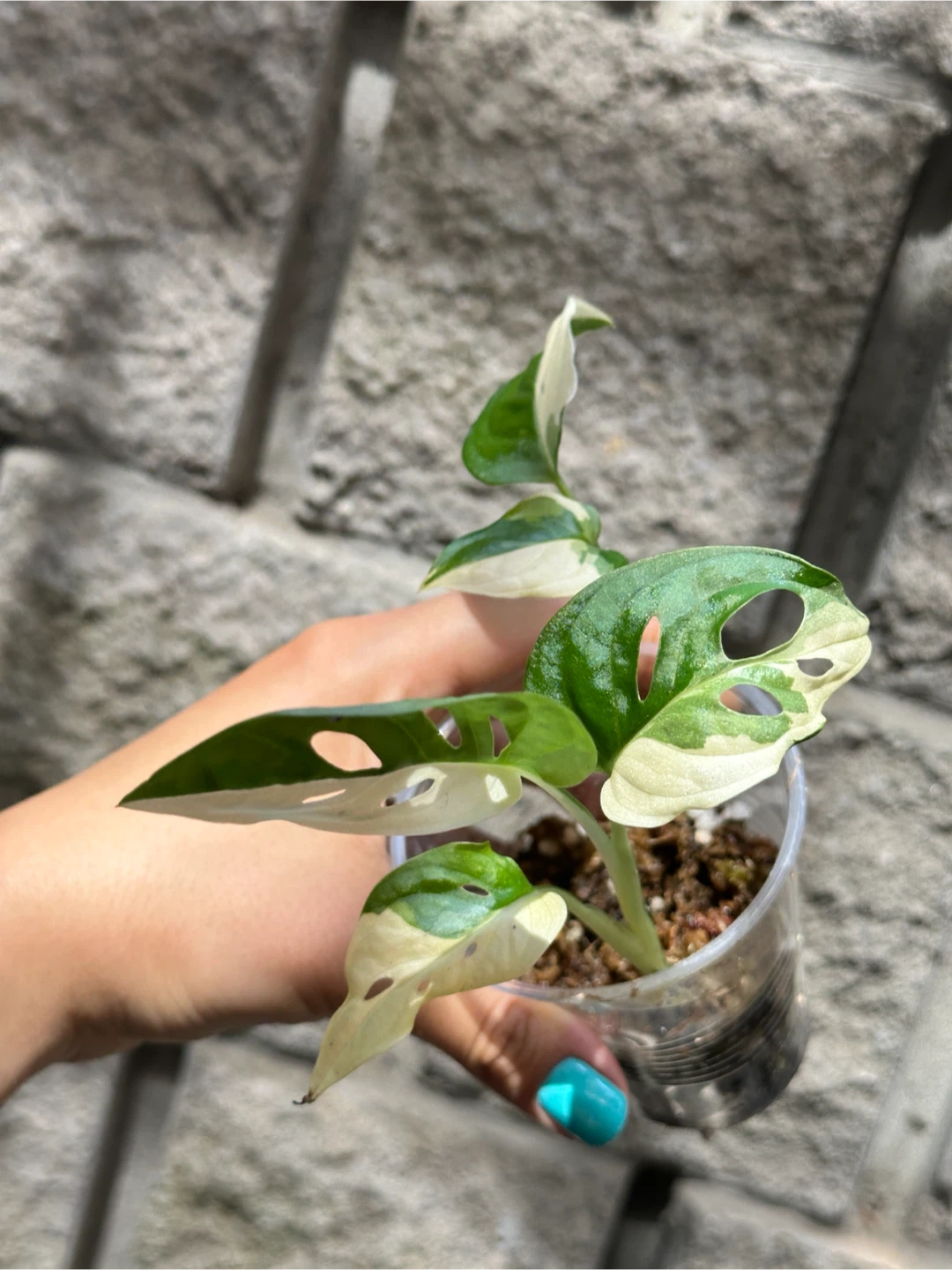 Monstera Adansonii Albo / Japanese Tricolor Plant - photo 4