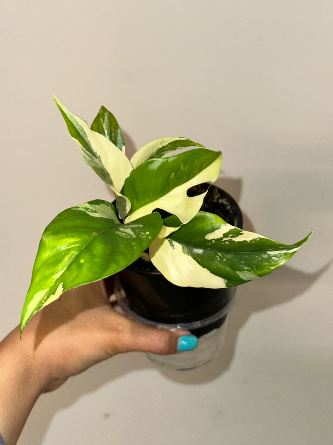 Rhaphidophora Tetrasperma Albo Plant