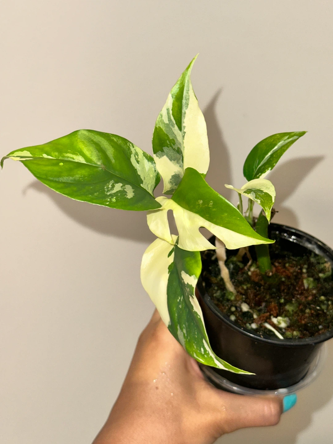 Rhaphidophora Tetrasperma Albo Plant - photo 2