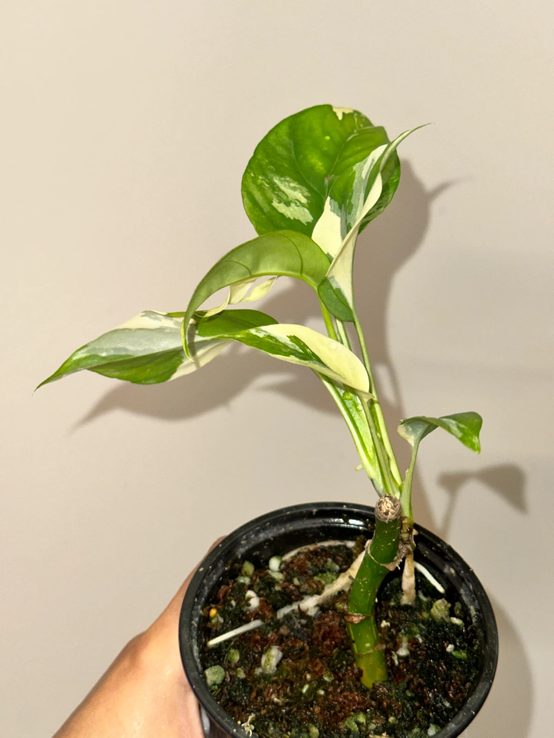 Rhaphidophora Tetrasperma Albo Plant - photo 3