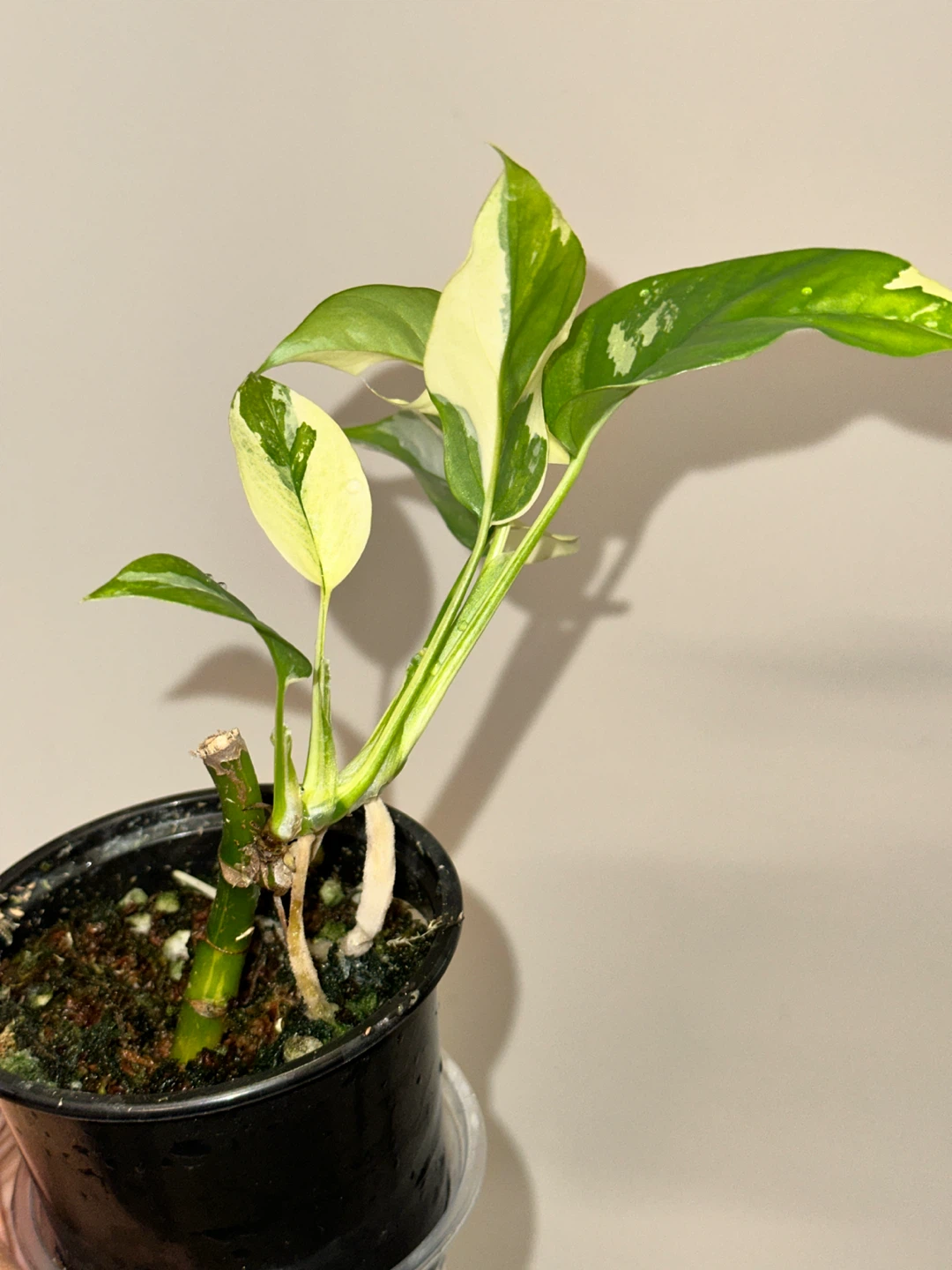 Rhaphidophora Tetrasperma Albo Plant - photo 4