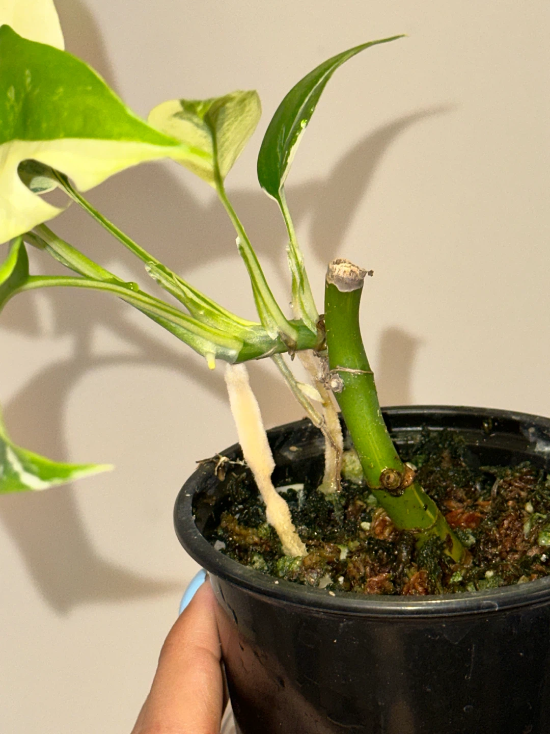 Rhaphidophora Tetrasperma Albo Plant - photo 5