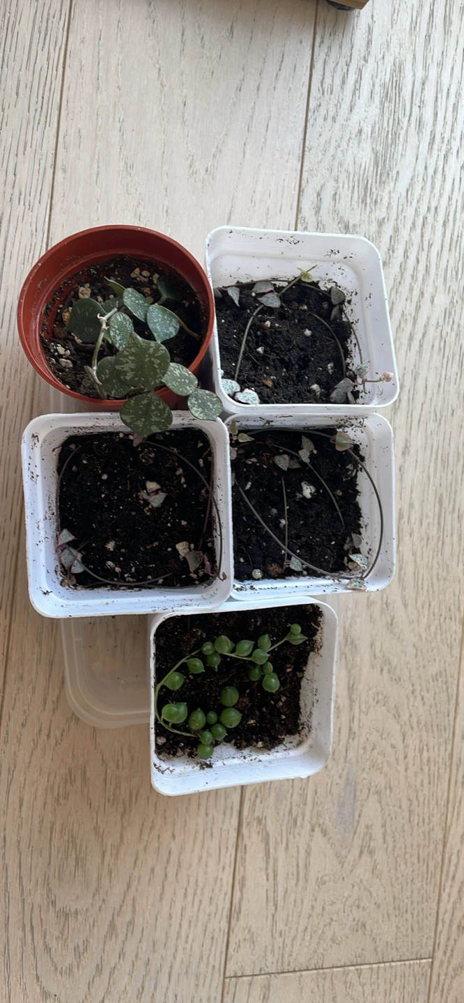 Plant purge - $6 each
