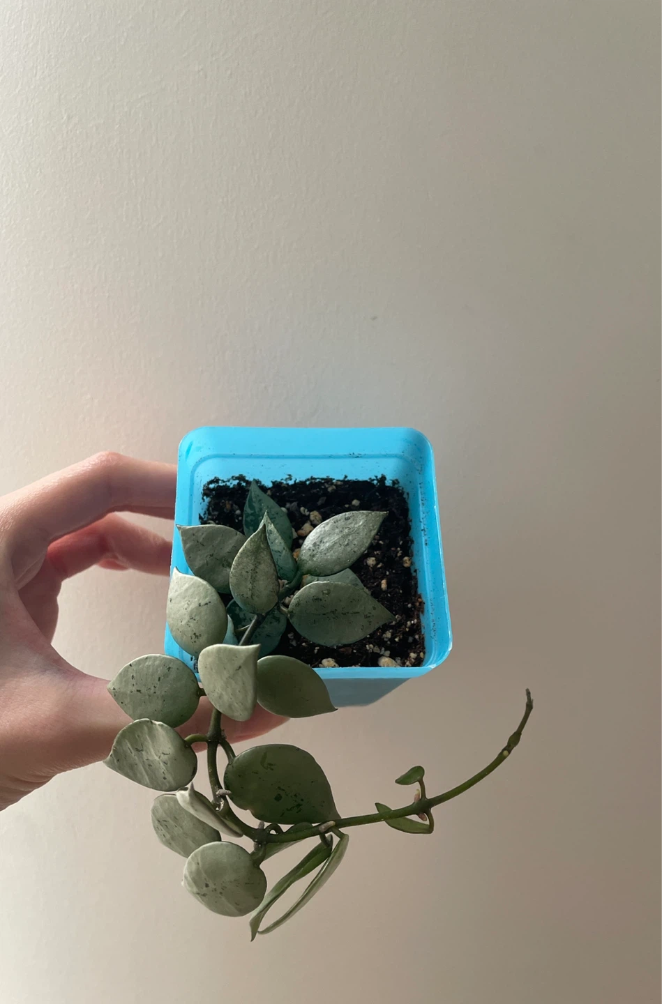 Hoya Krohniana Super Silver rooted
