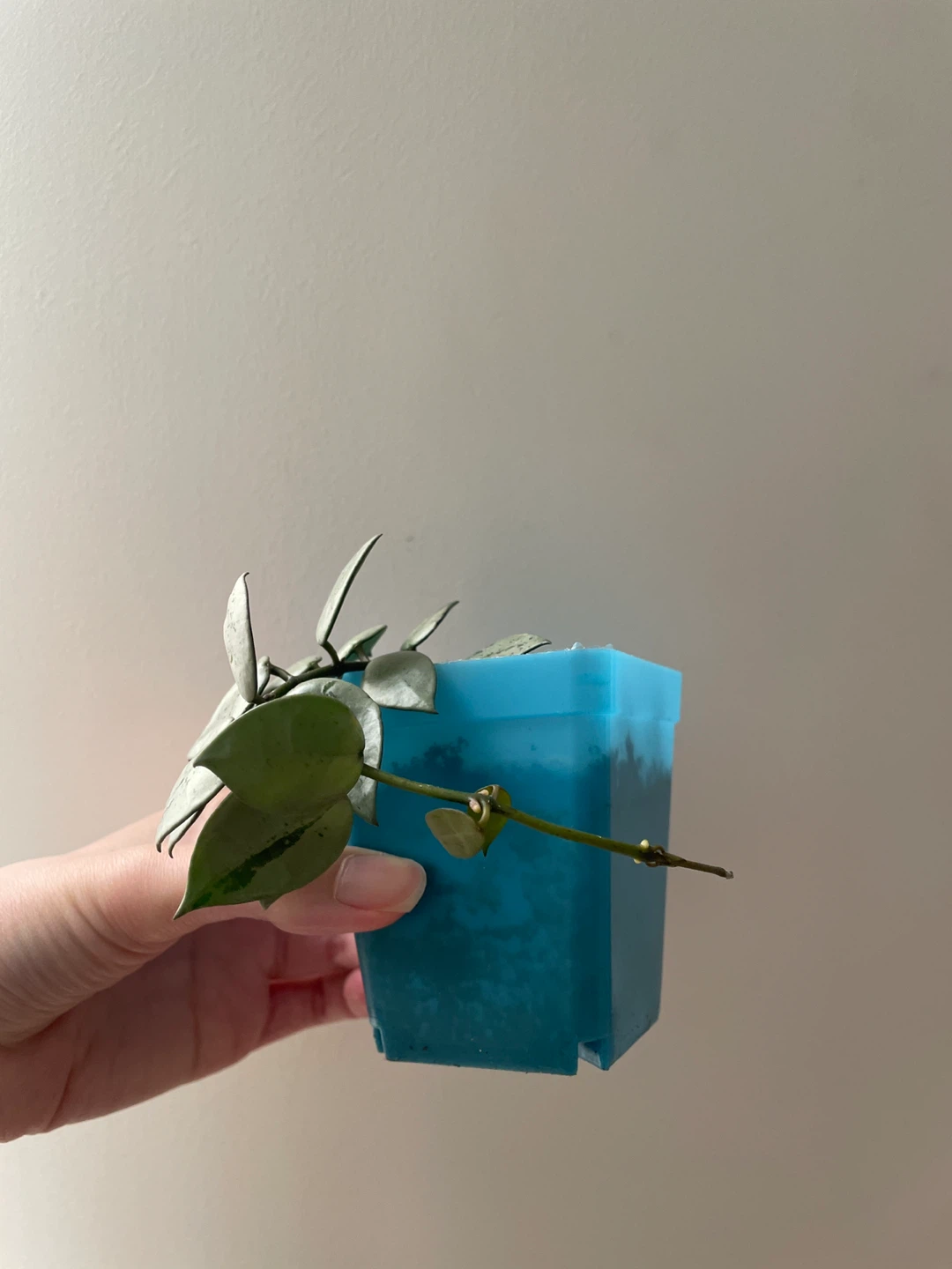 Hoya Krohniana Super Silver rooted - photo 2