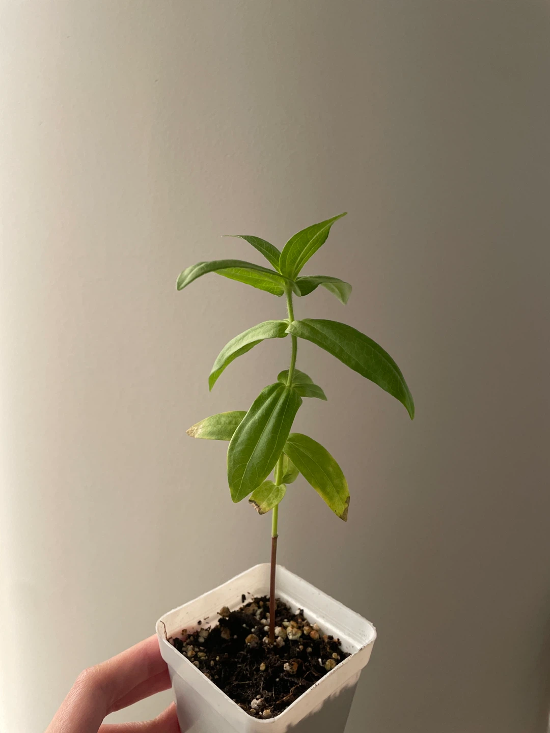 Liliput Zinnea Flower Seedling