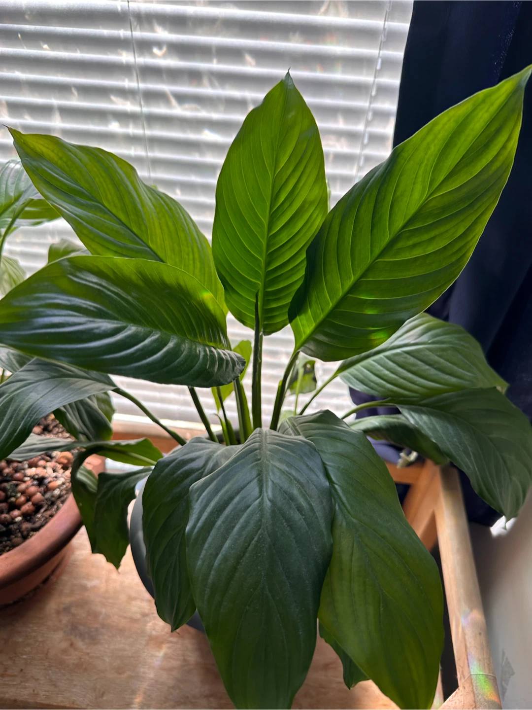 Potted Peace Lily Plant