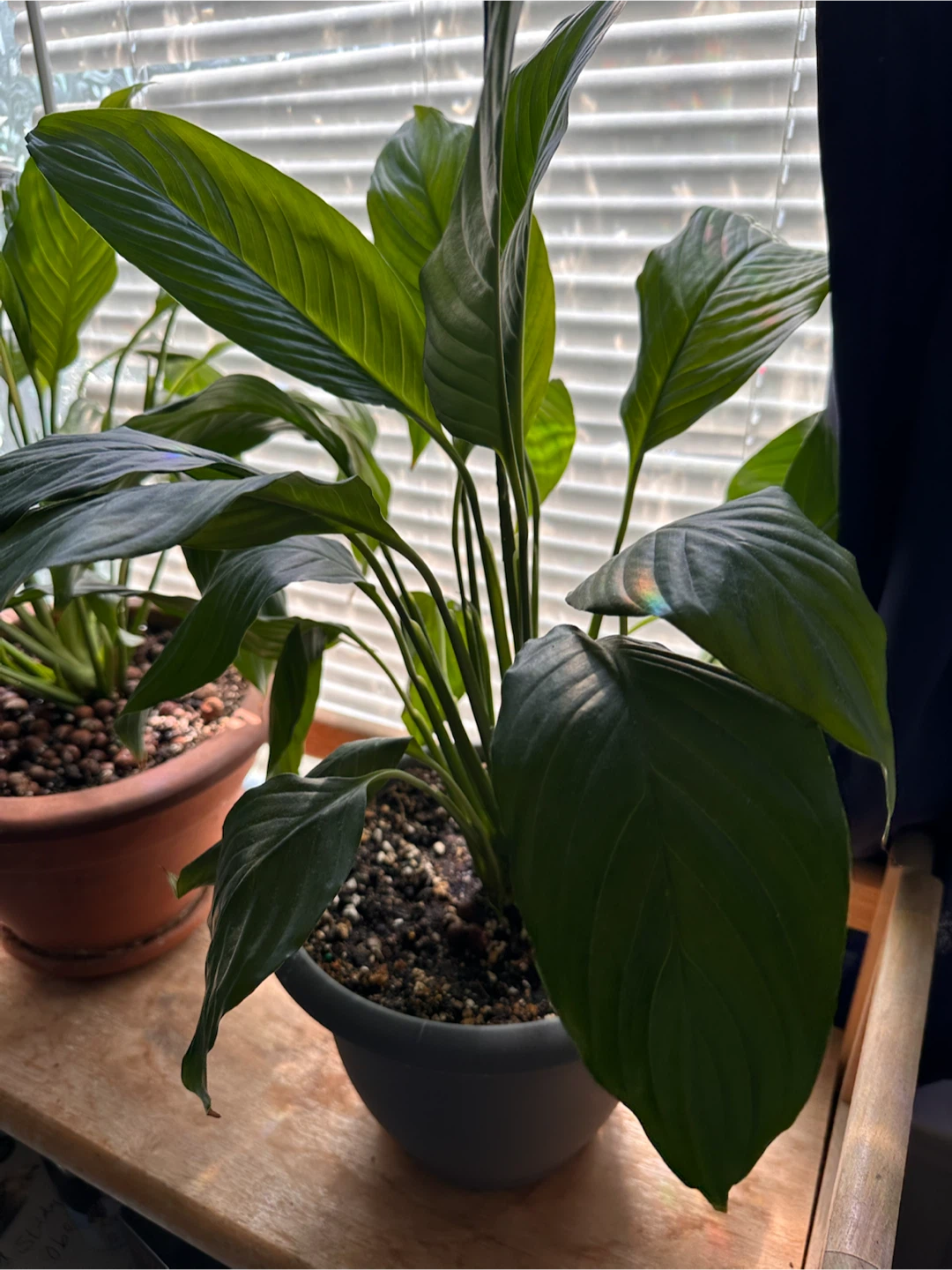 Potted Peace Lily Plant - photo 2