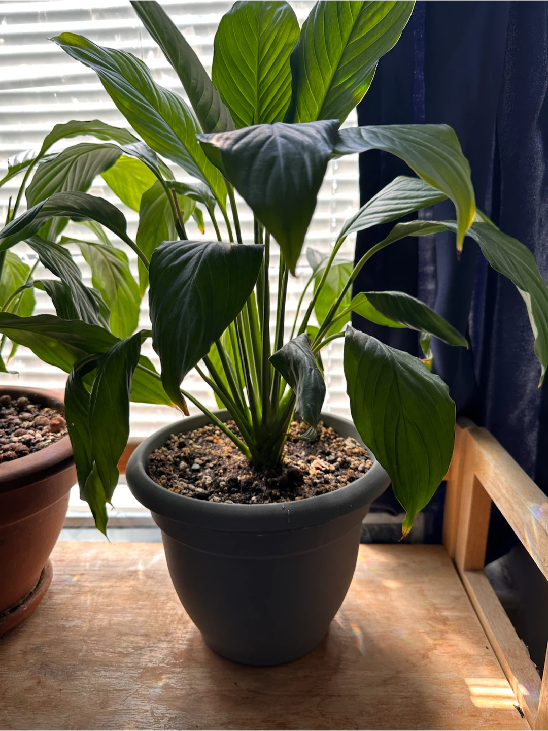 Potted Peace Lily Plant - photo 3