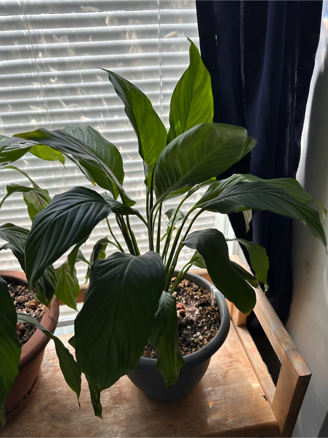Potted Peace Lily Plant - photo 4