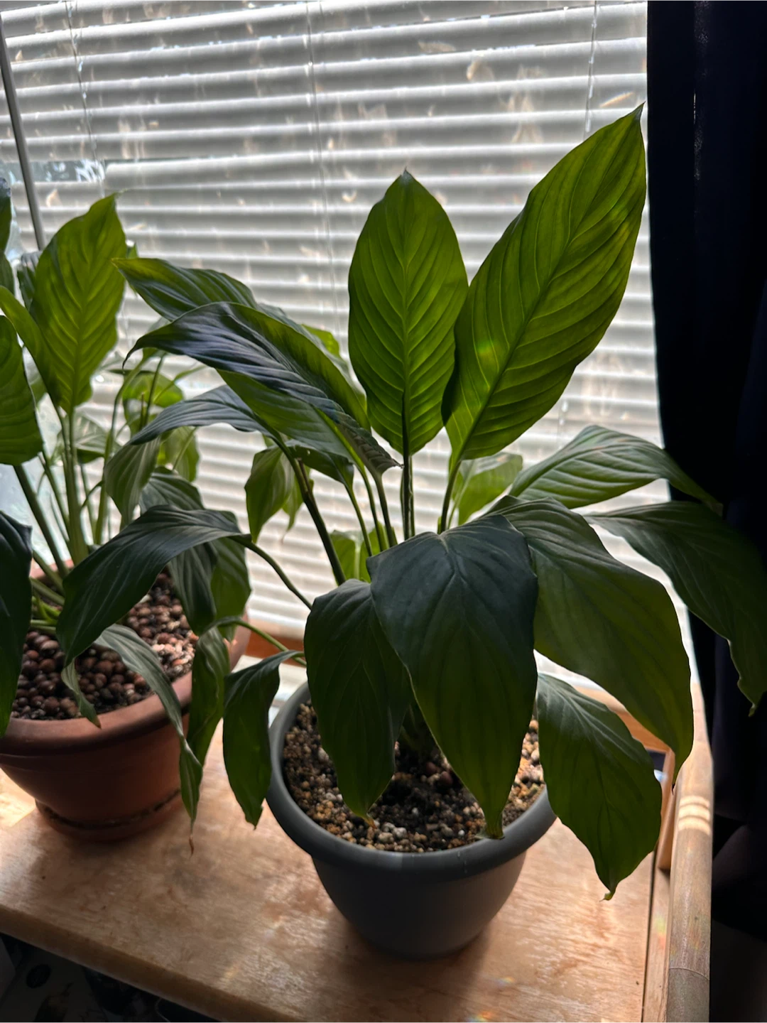 Potted Peace Lily Plant - photo 5