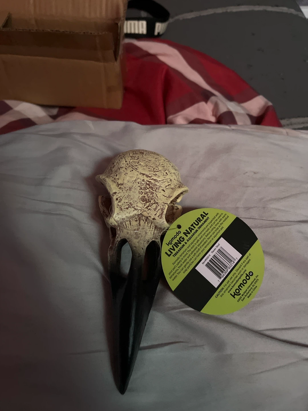 Komodo Living Natural Bird Skull Replica