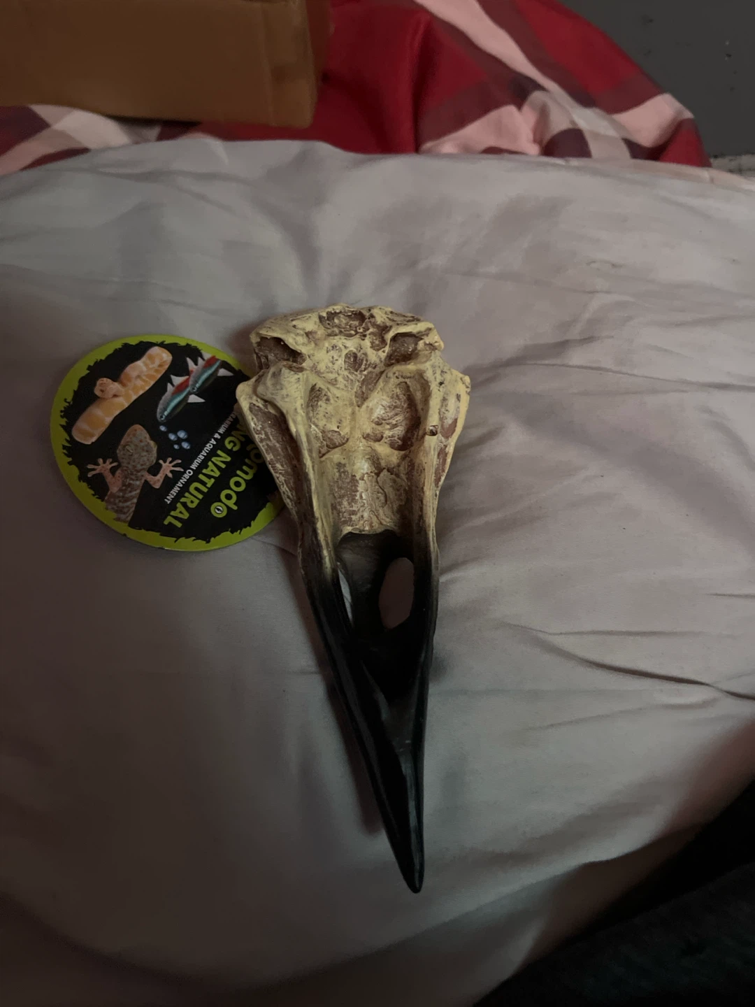 Komodo Living Natural Bird Skull Replica - photo 2