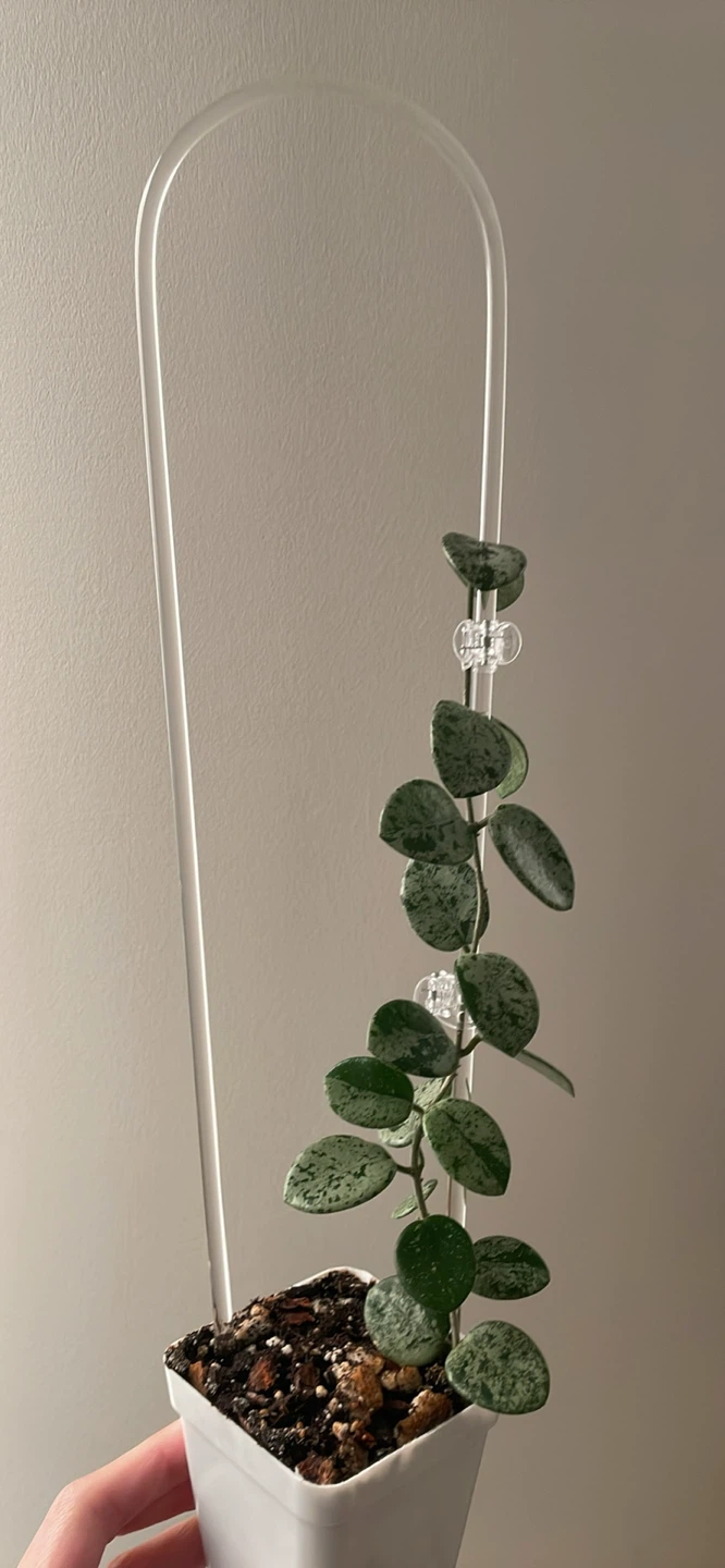 Plant accessories - Clear plant trellis/clips - photo 4