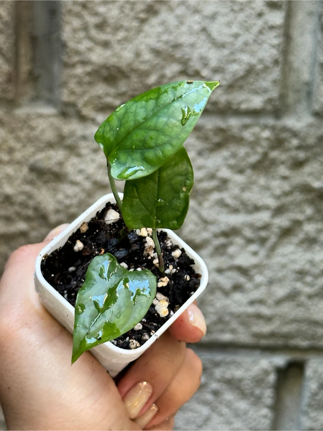 Amydrium Medium Plant