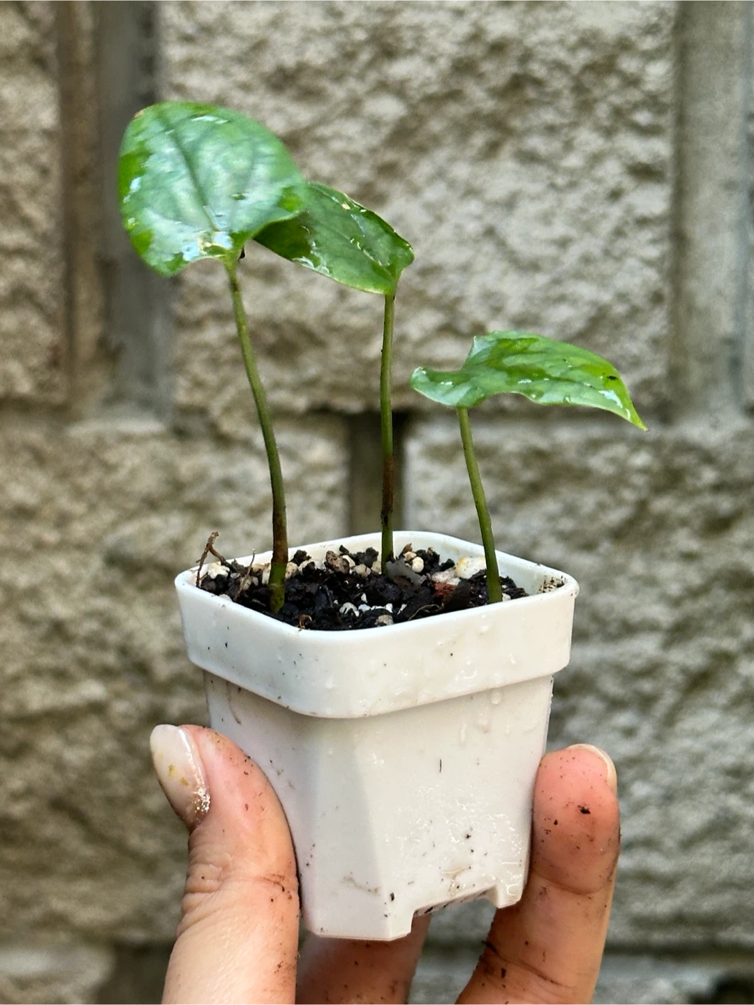 Amydrium Medium Plant - photo 2