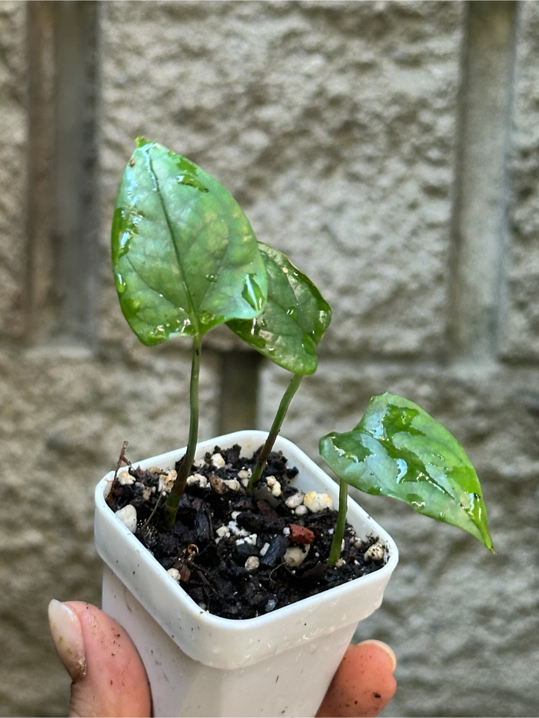 Amydrium Medium Plant - photo 3