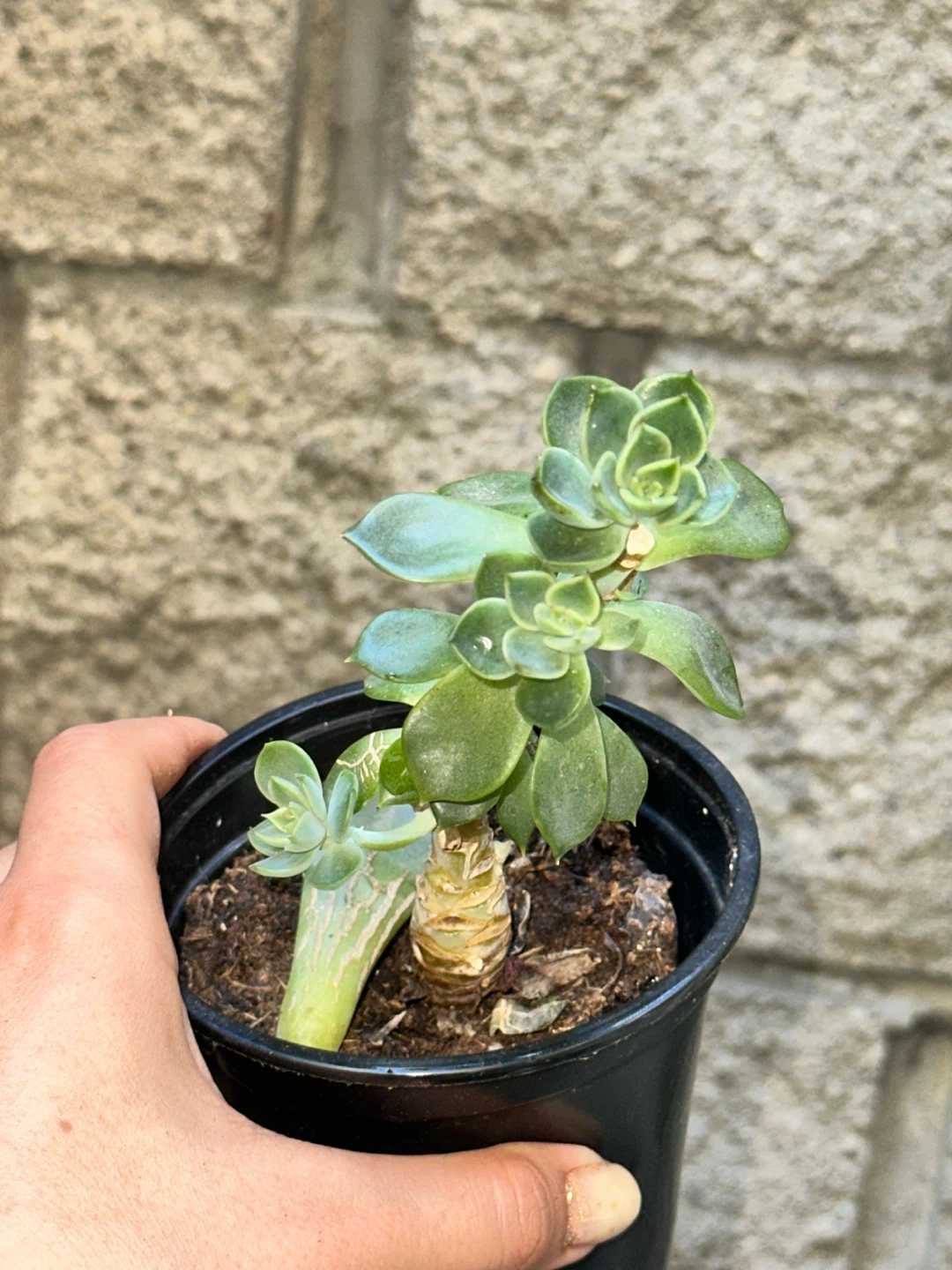 Succulent Plant