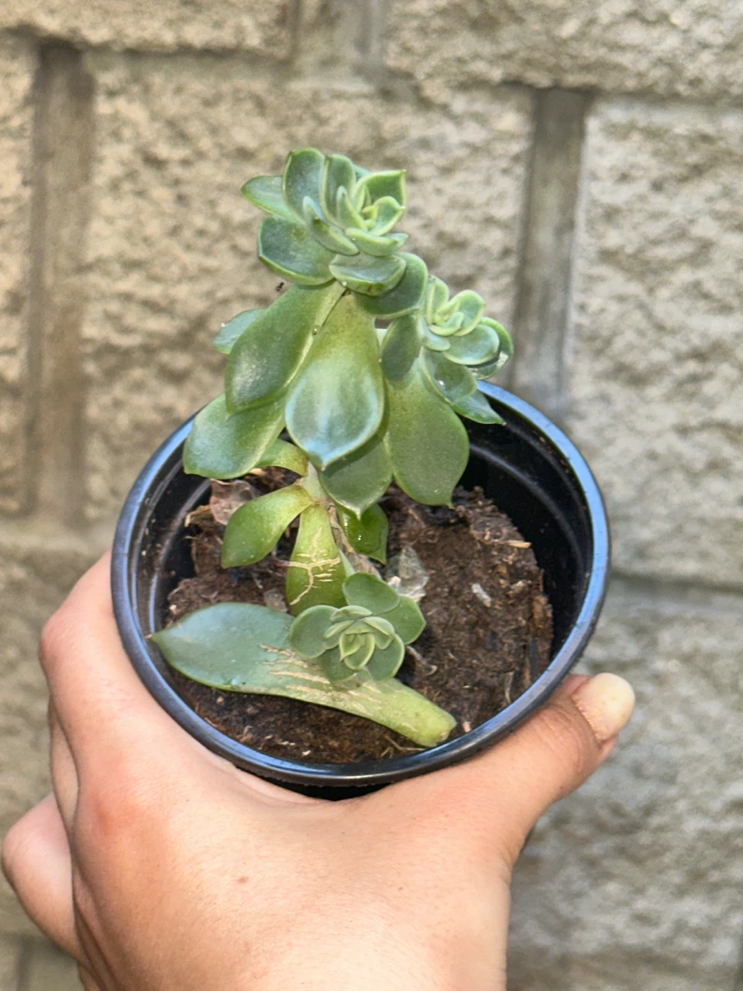 Succulent Plant - photo 2