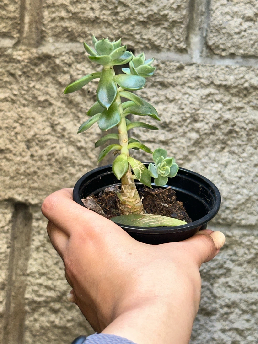 Succulent Plant - photo 3