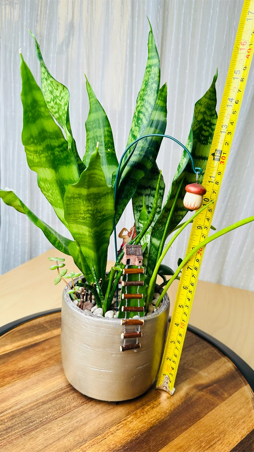 Super low maintenance plants fairy garden