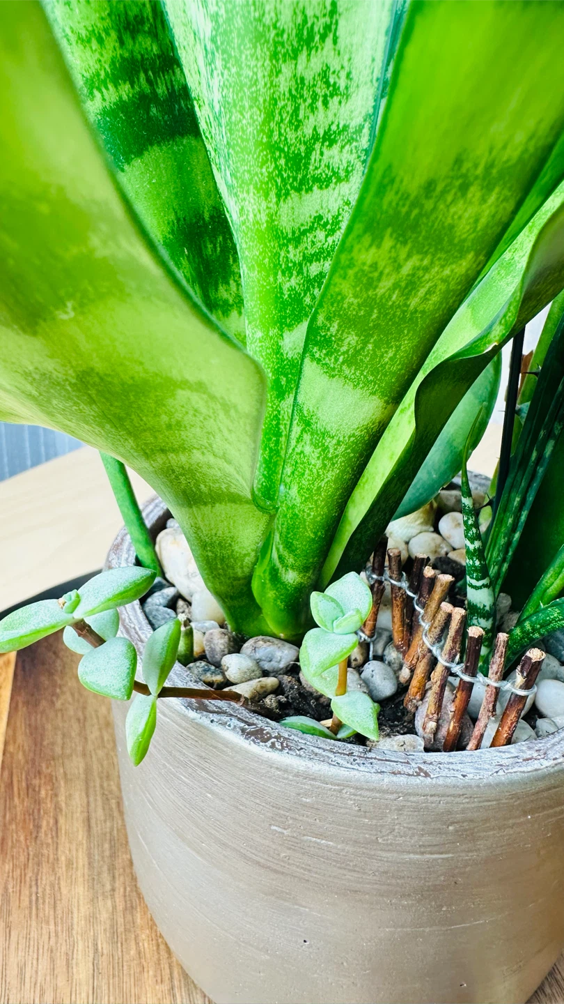 Super low maintenance plants fairy garden - photo 4