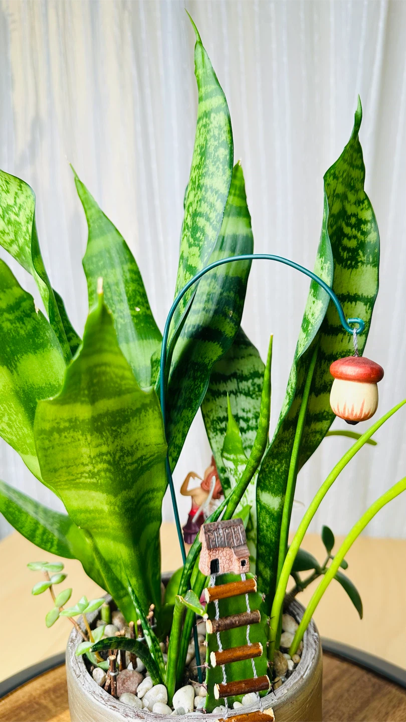 Super low maintenance plants fairy garden - photo 5