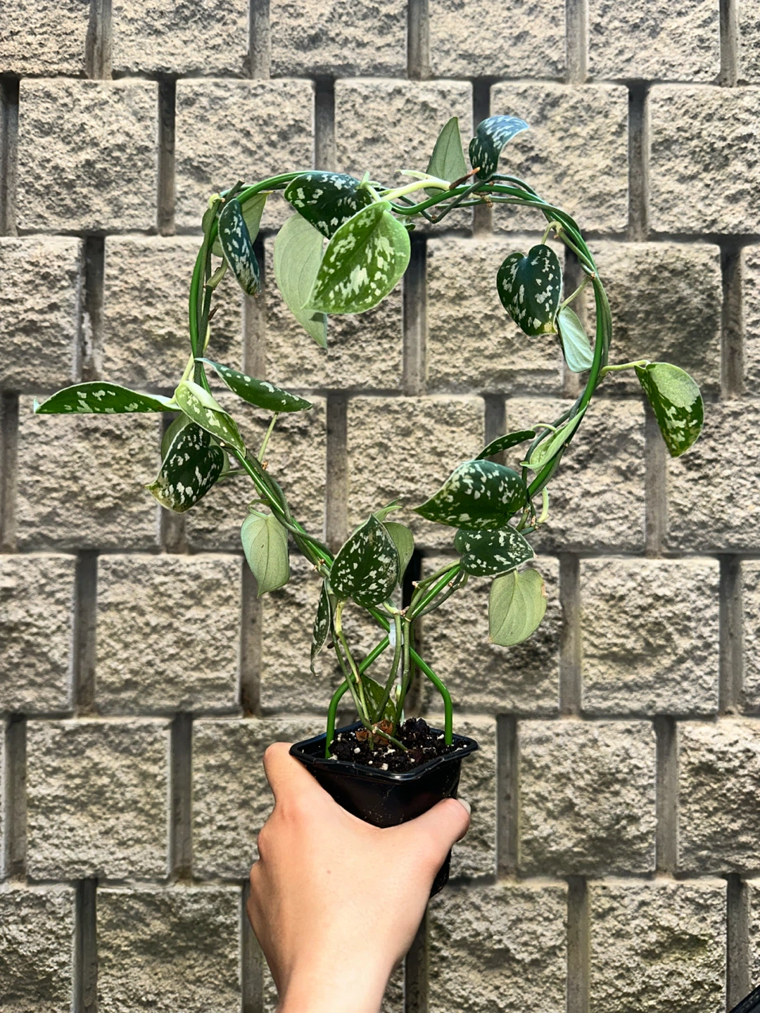 Scindapsus Argyraeus Plant