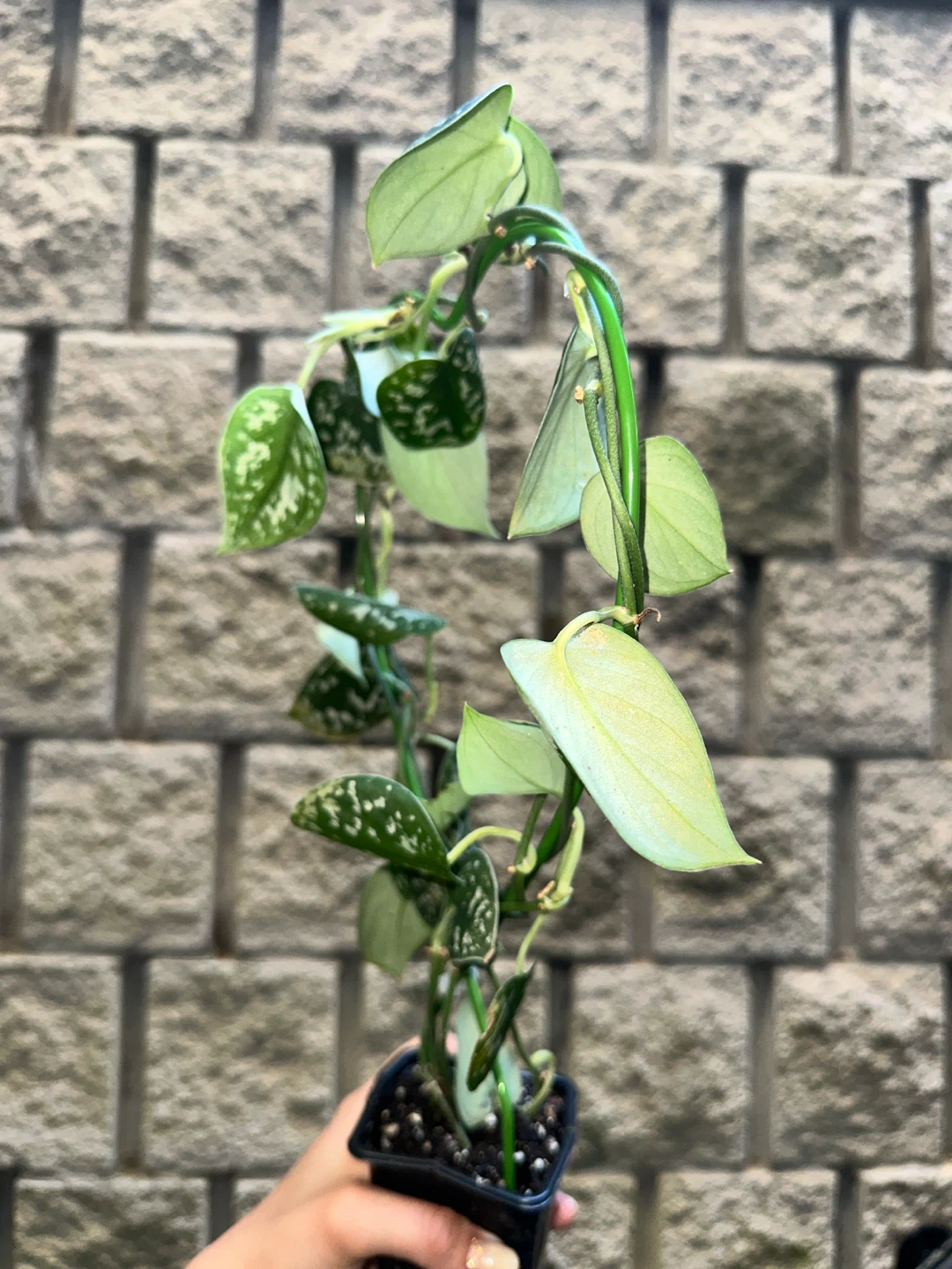 Scindapsus Argyraeus Plant - photo 2