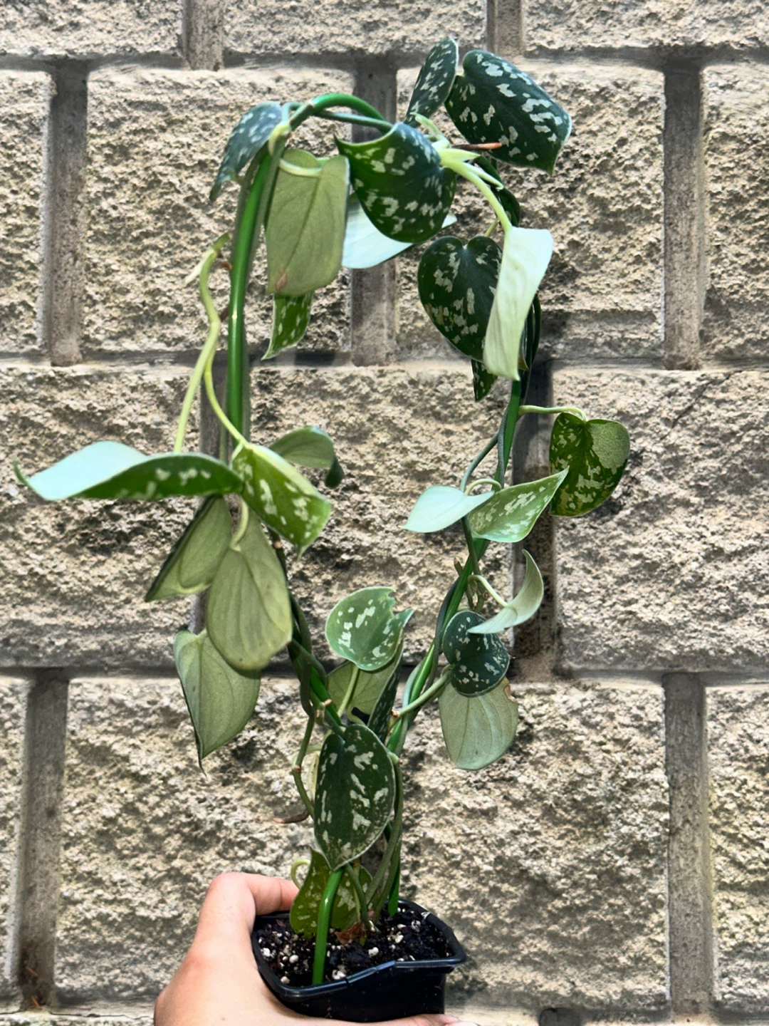 Scindapsus Argyraeus Plant - photo 3